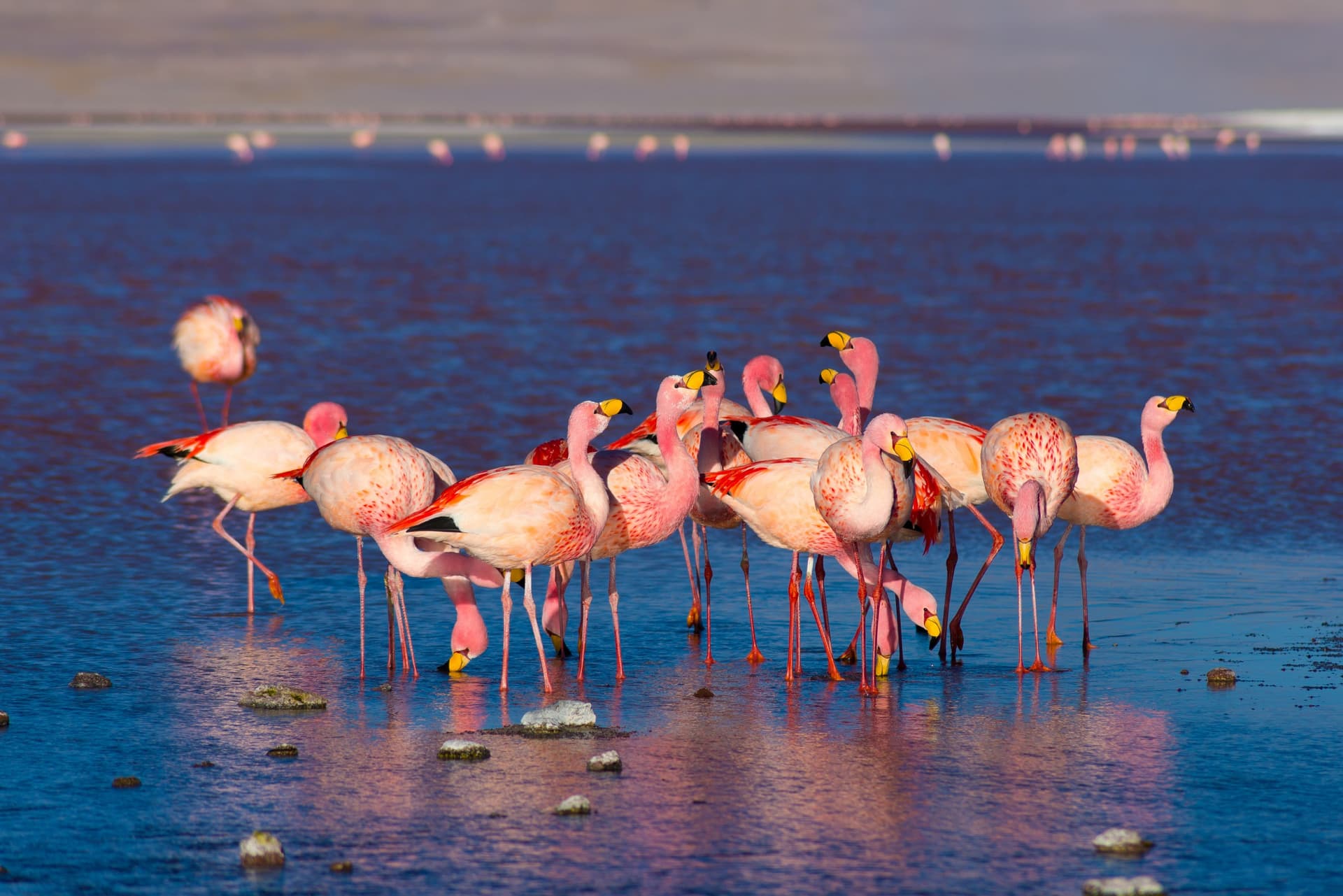 Dove osservare i fenicotteri rosa in Bolivia?